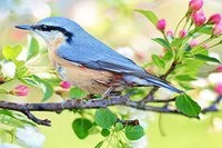 Find all the hidden spots on the Bird Photos